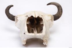 Photo Reference of Animal Skull